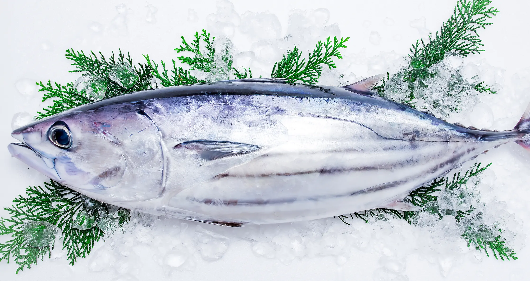 鹿児島県枕崎の鰹