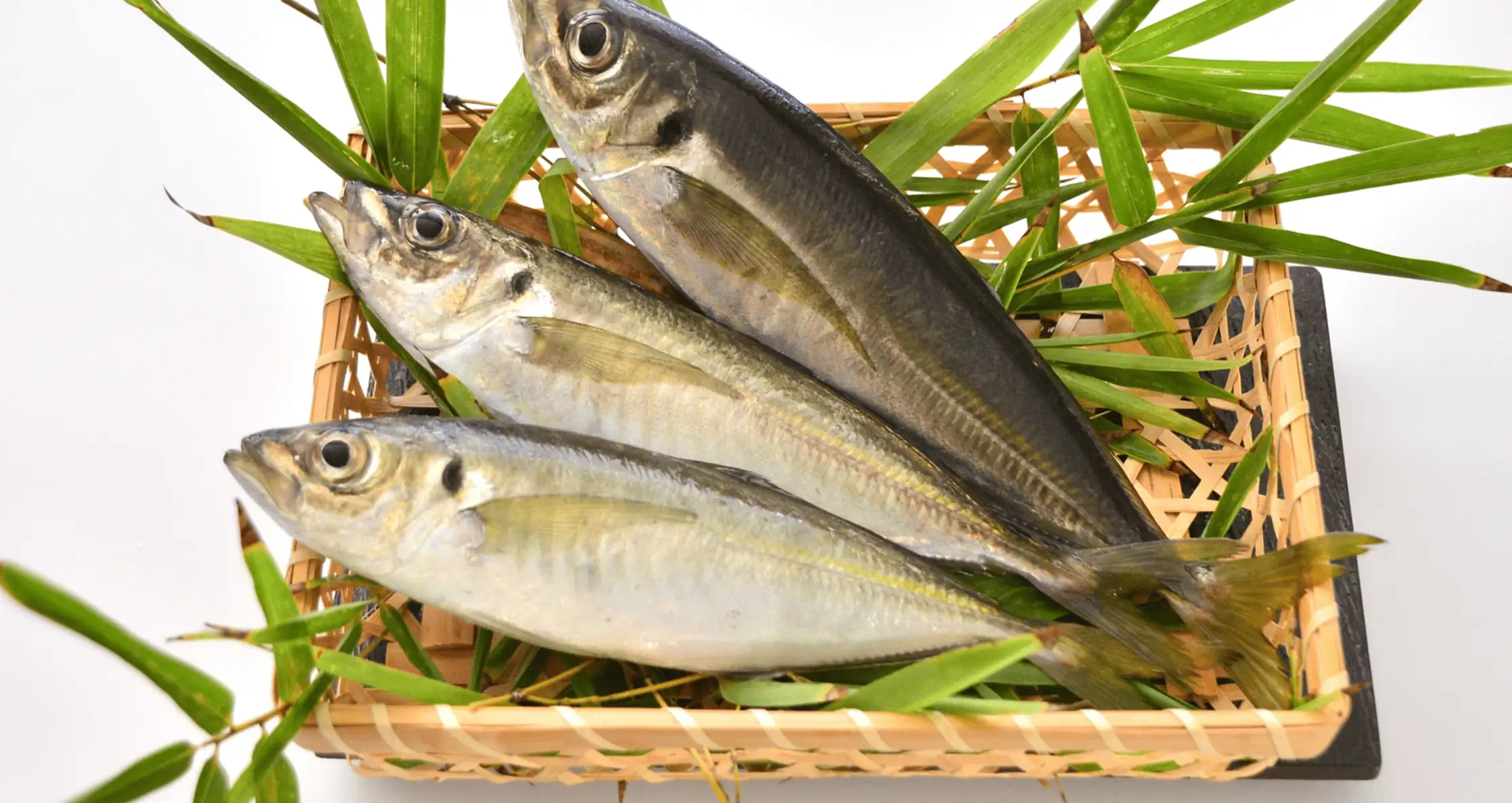 静岡県沼津の室鯵