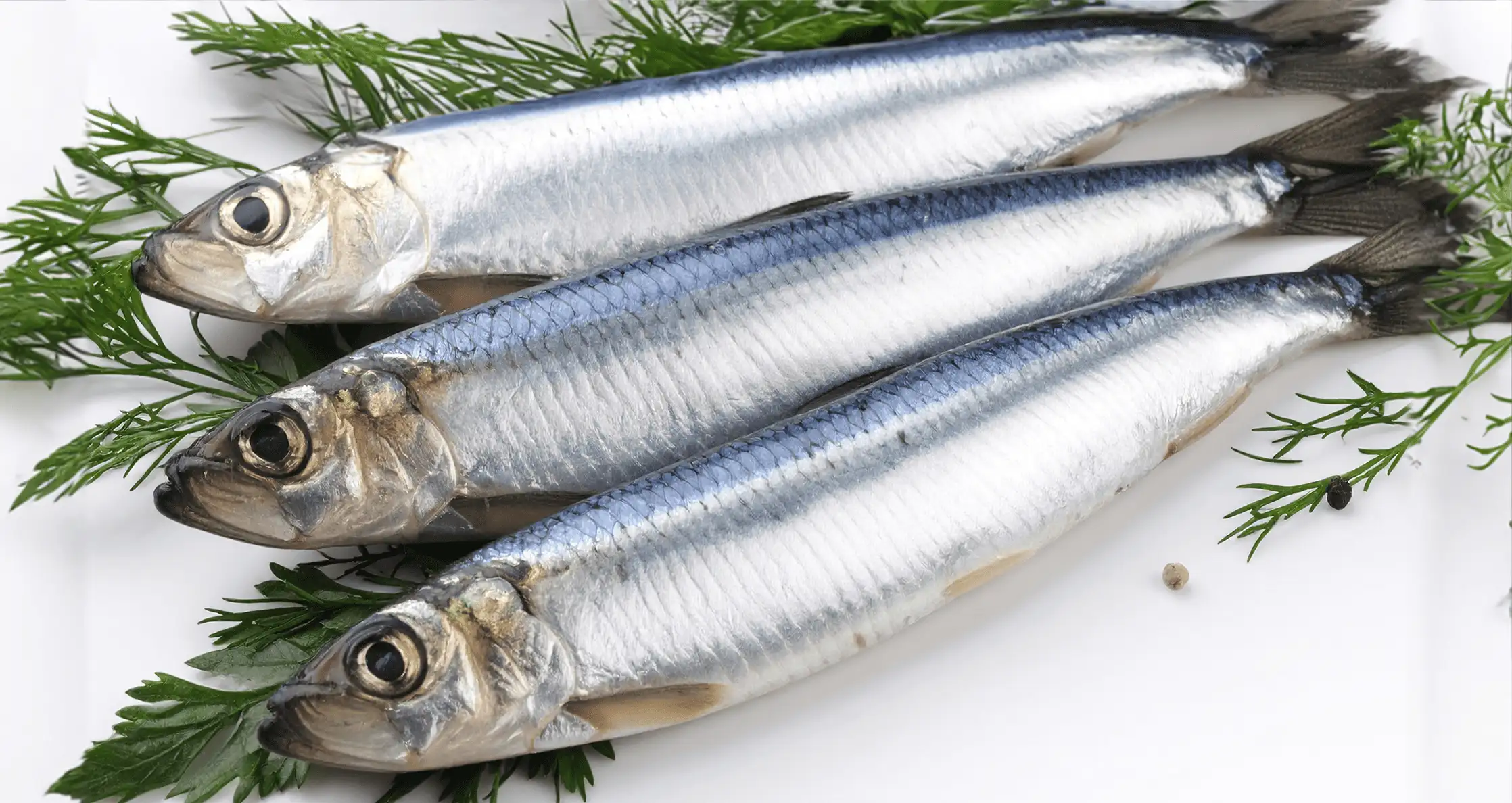 静岡県沼津の真鰯