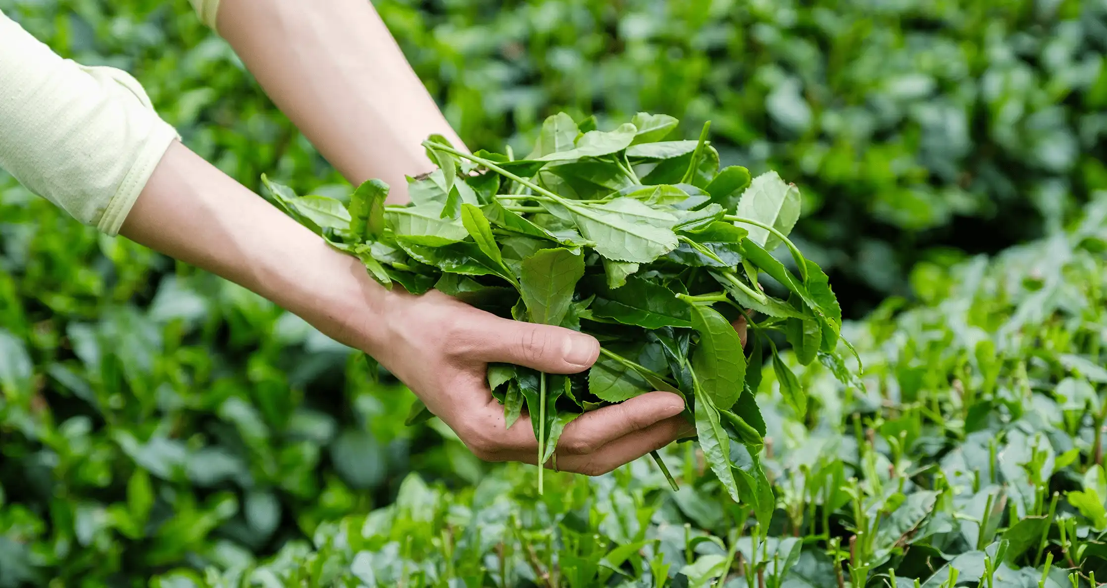 深蒸し茶は体にも優しい